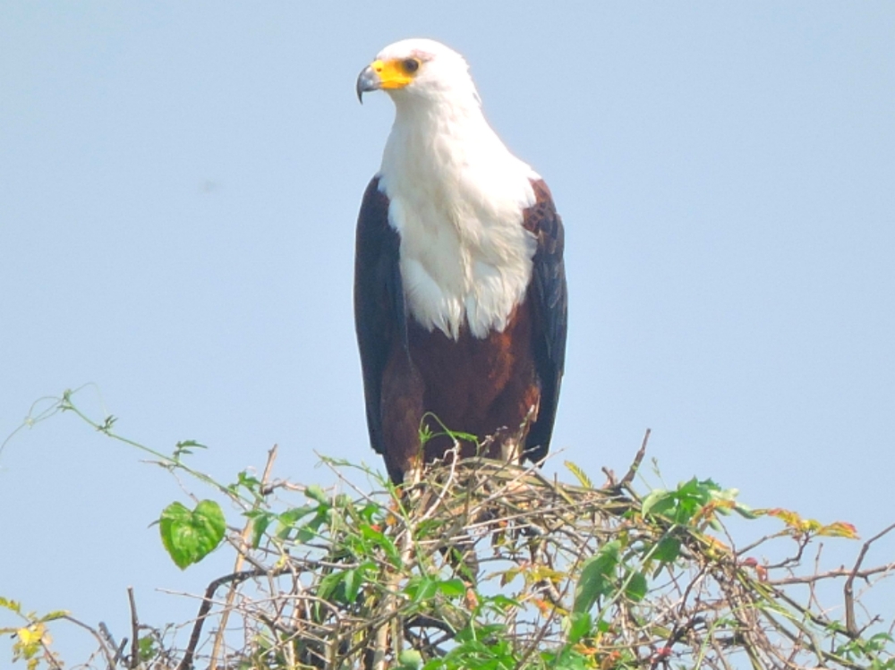  African Fish Eagle 