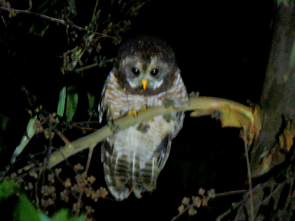  African Wood-Owl 