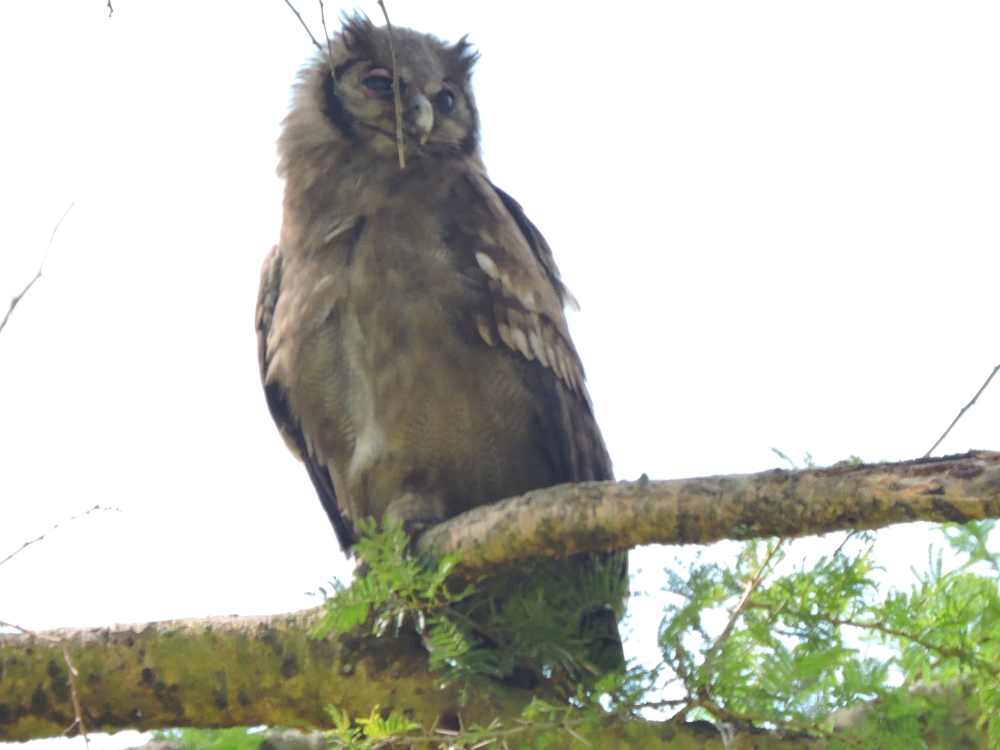  Verreaux’s Eagle-Owl 