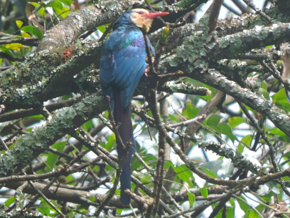  White-Headed Woodhoopoe 