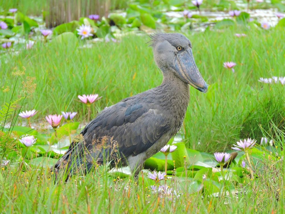  Shoebill 