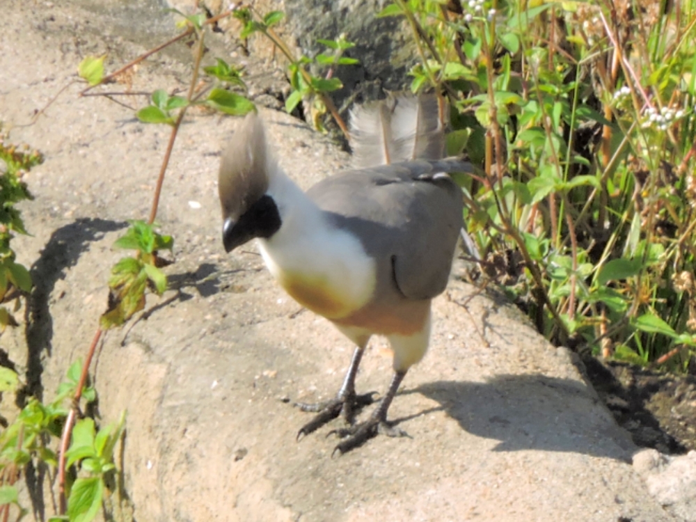  Bare-Faced Go-Away-Bird 