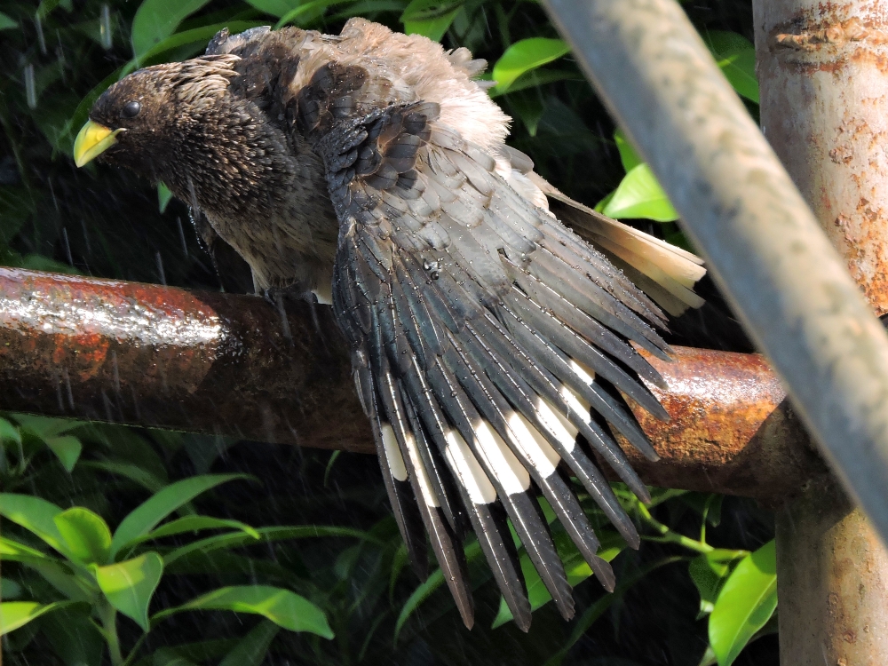  Eastern Plantain-Eater 