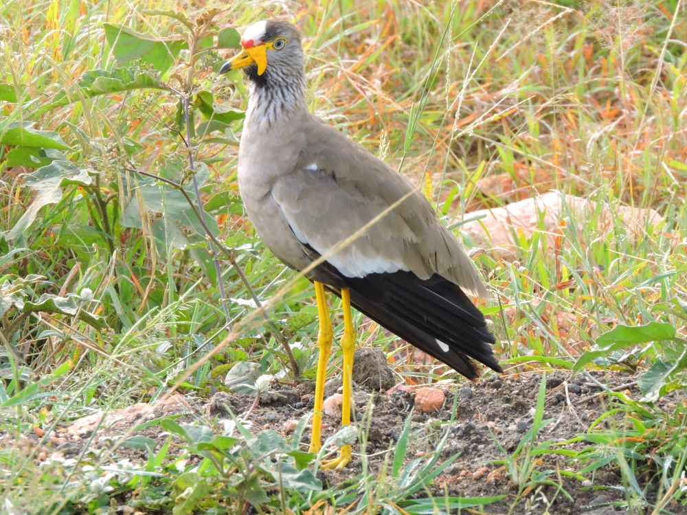  Wattled Lapwing 