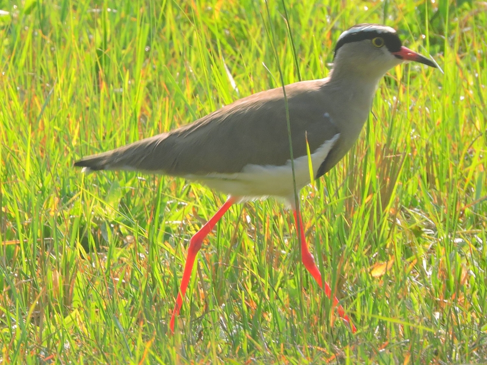  Crowned Lapwing 