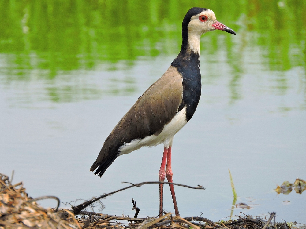  Long-Toed Lapwing 