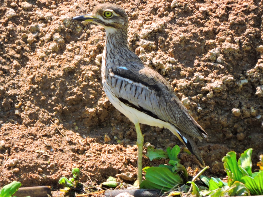  Water Thick-Knee 
