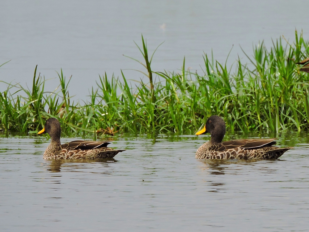  Yellow-Billed Duck 