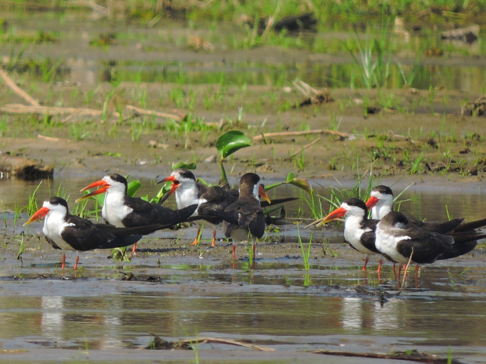  African Skimmer 