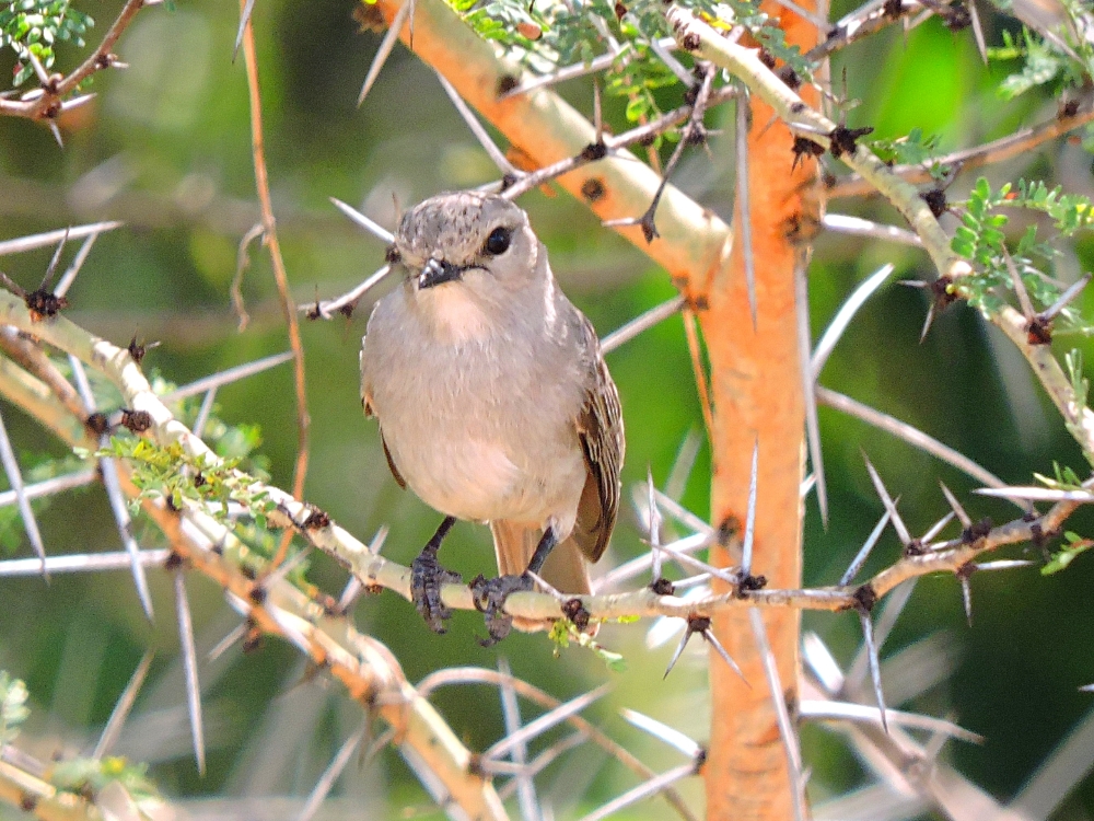  African Gray Flycatcher 