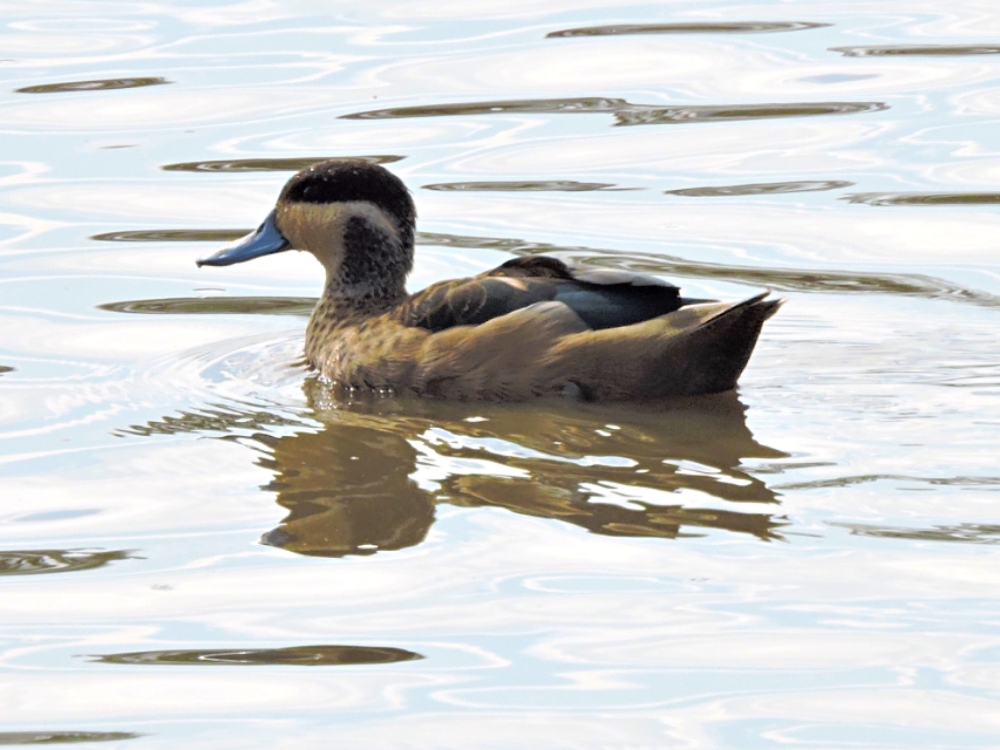  Hottentot Teal 