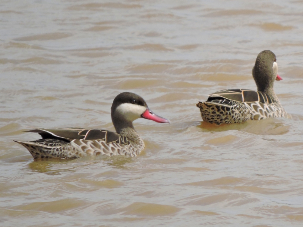  Red-Billed Duck 