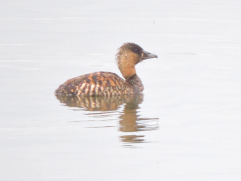  White-Backed Duck 