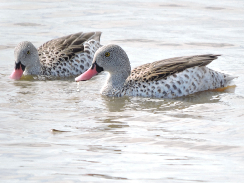  Cape Teal 