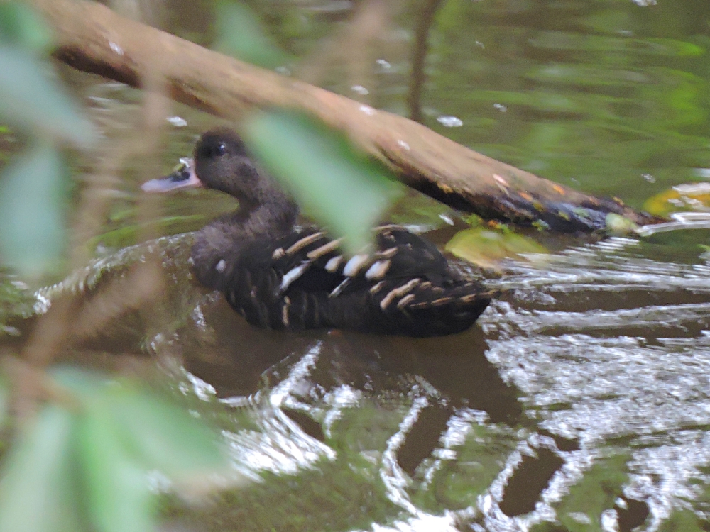  African Black Duck 