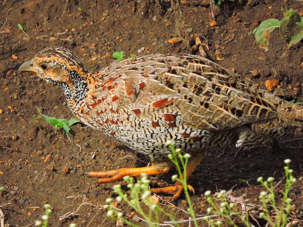  Shelley’s Francolin 