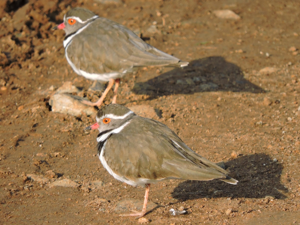  Three-Banded Plover 