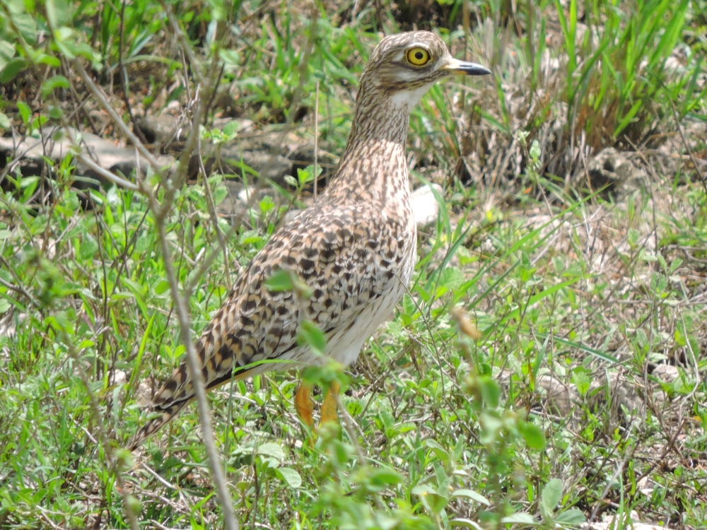  Spotted Thick-Knee 