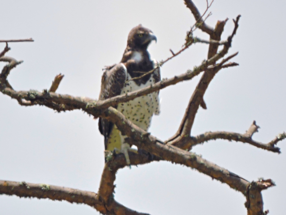  Martial Eagle 