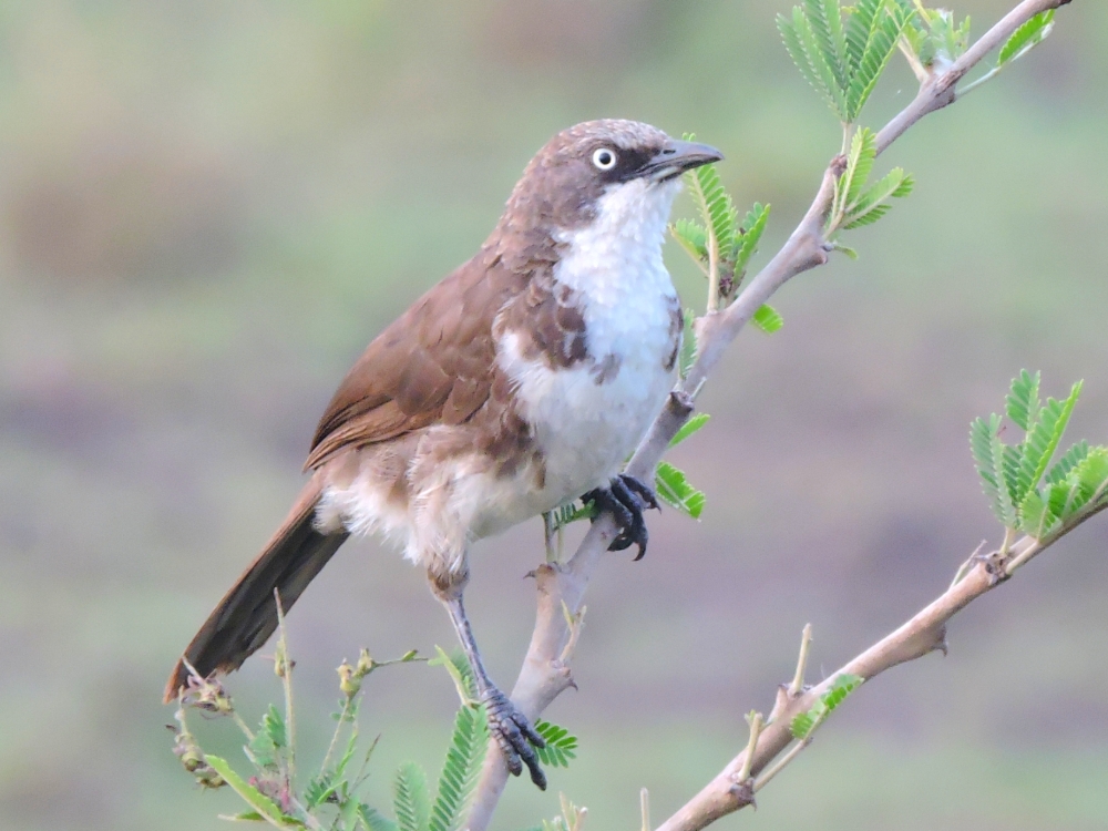  Northern Pied-Babbler 