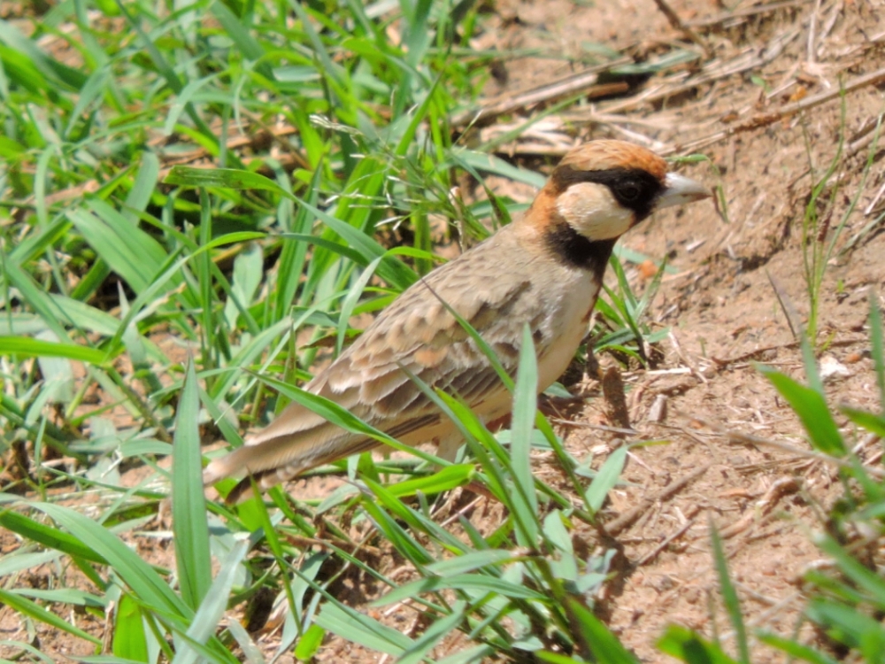  Fischer’s Sparrow-Lark 