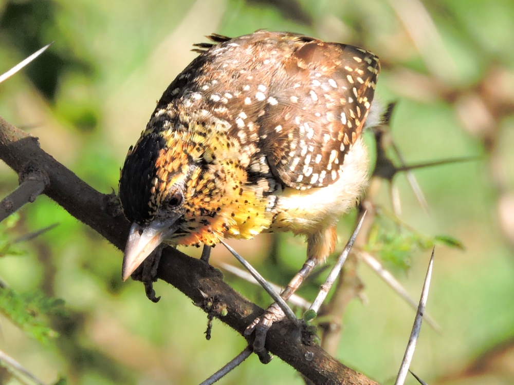  D’Arnaud’s Barbet 