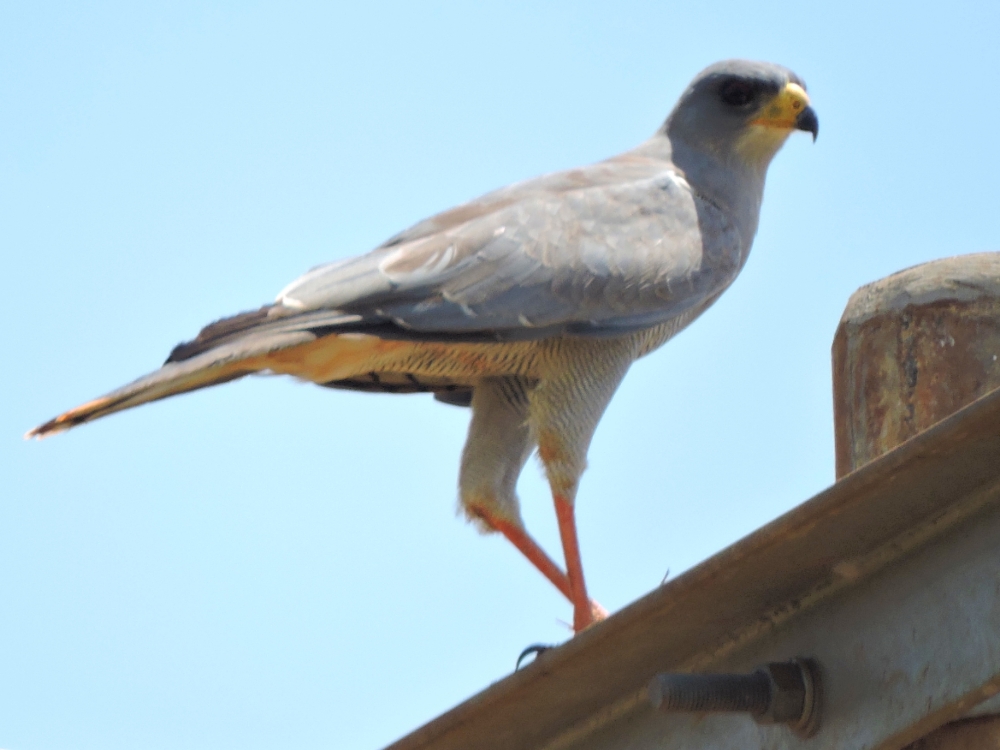  Eastern Chanting-Goshawk 