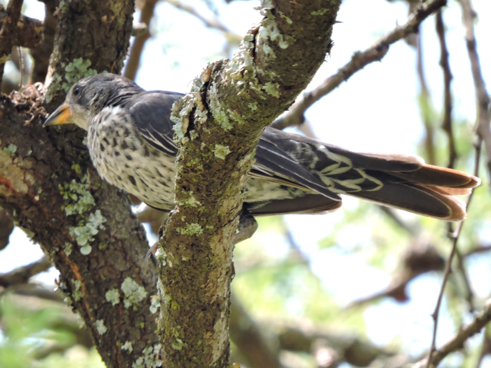  Greater Honeyguide 