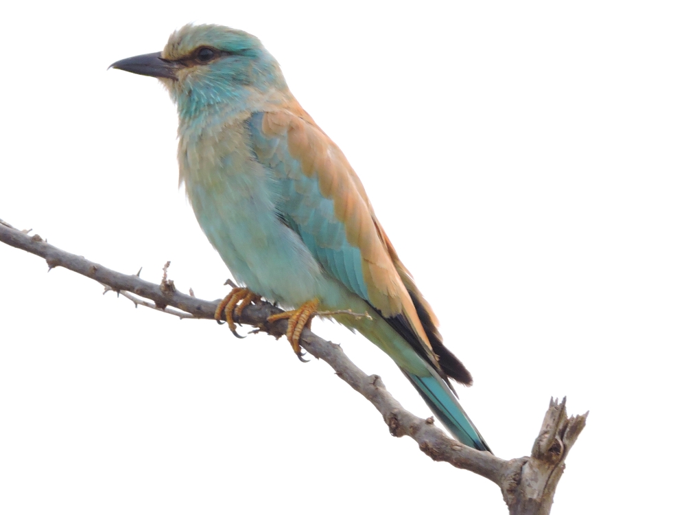  European Roller 