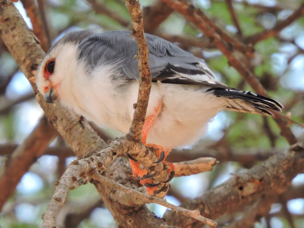  Pygmy Falcon 