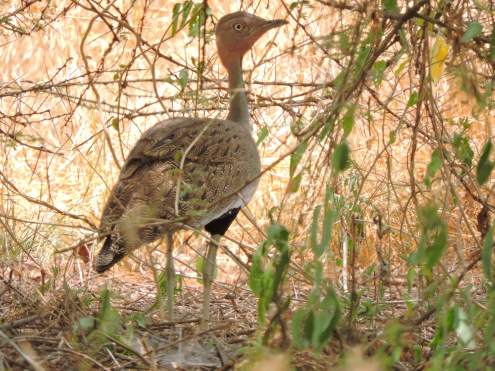  Buff-Crested Bustard 