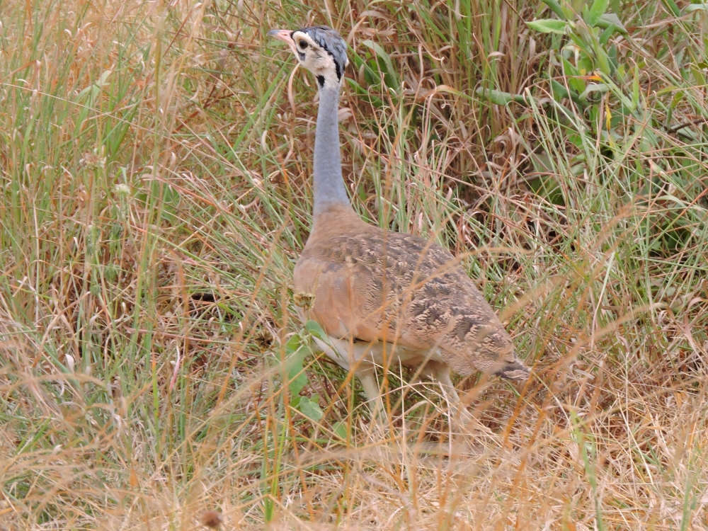  White-Bellied Bustard 