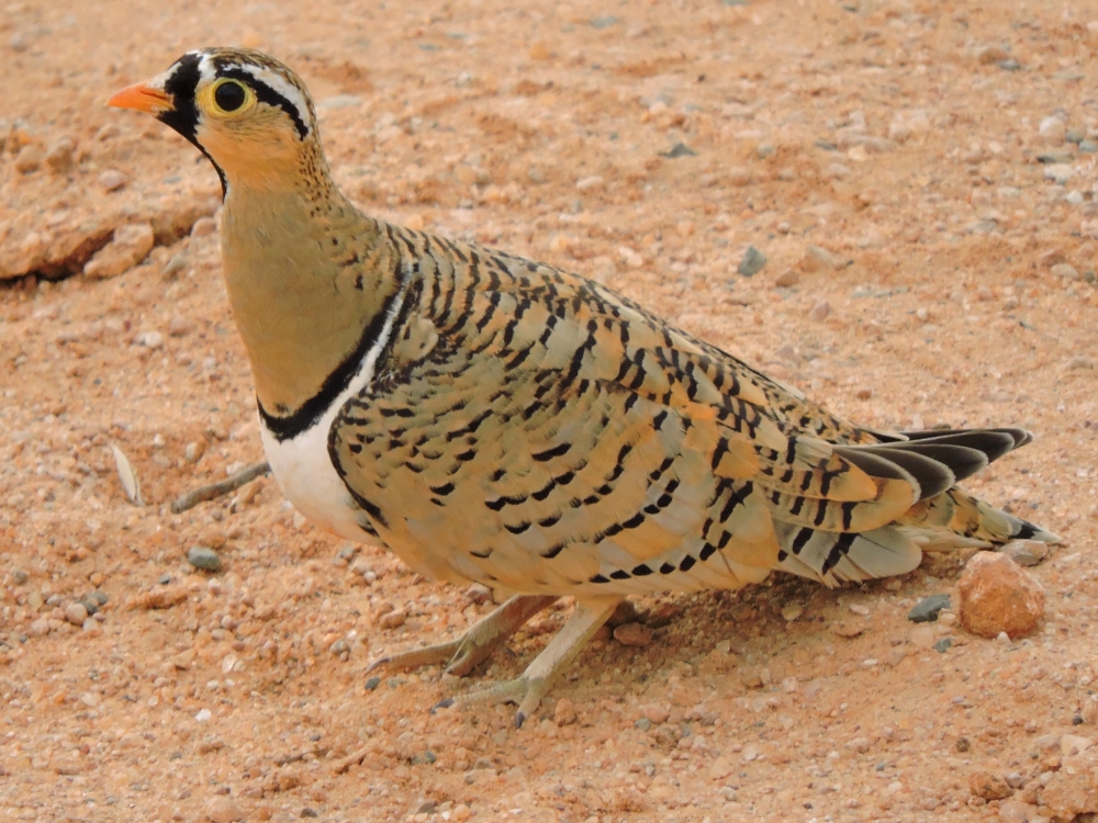  Black-Faced Sandgrouse 