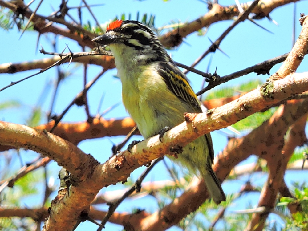  Red-Fronted Tinkerbird 