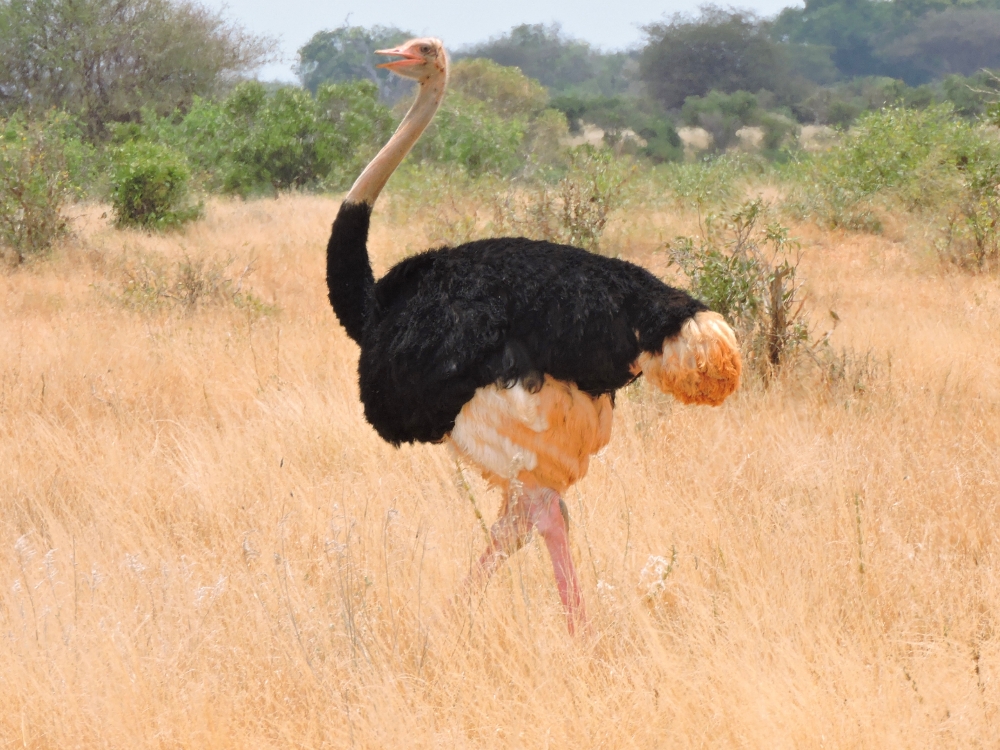  Somali Ostrich 