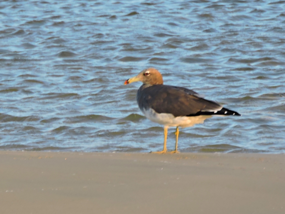  Sooty Gull 