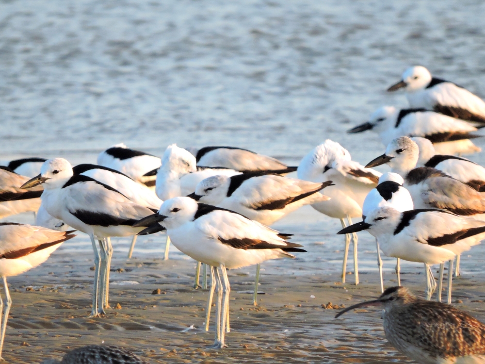  Crab-Plover 