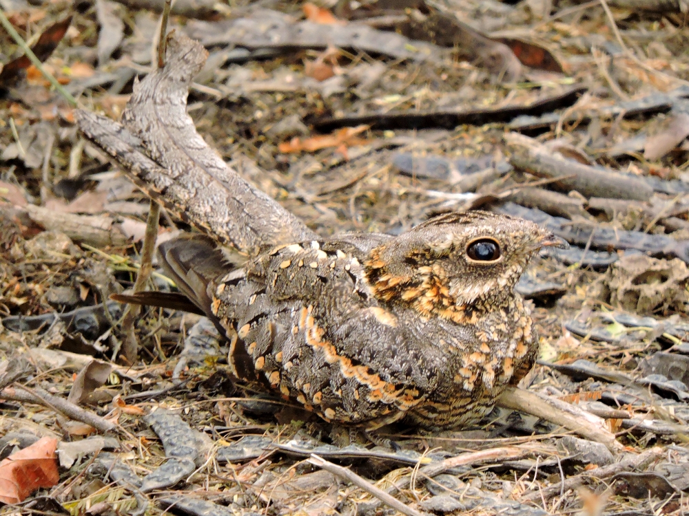  Slender-Tailed Nightjar 