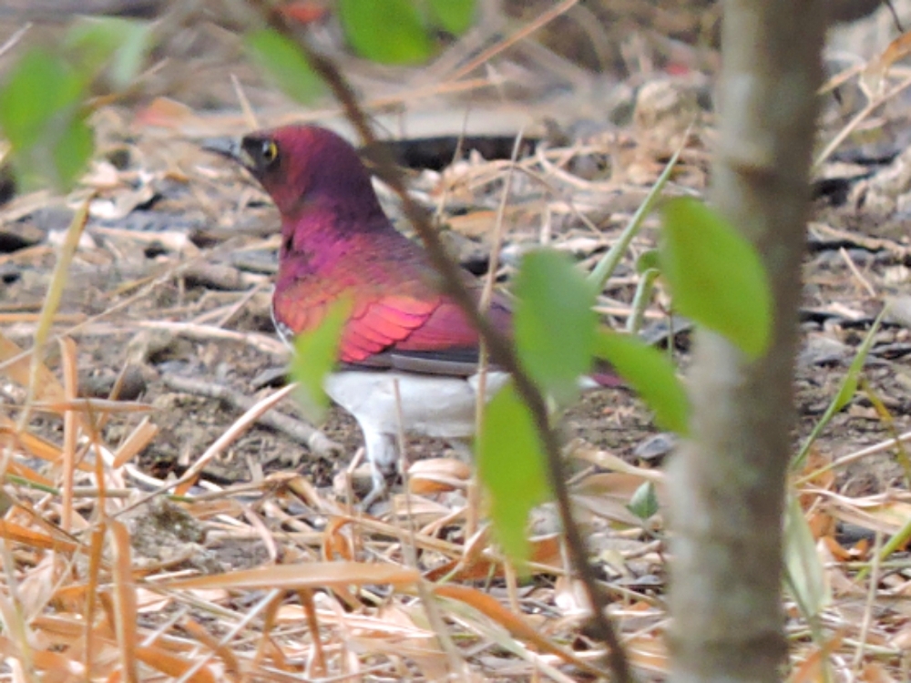  Violet-Backed Starling 