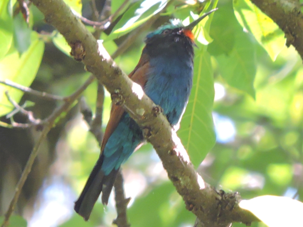  Blue-Headed Bee-Eater 