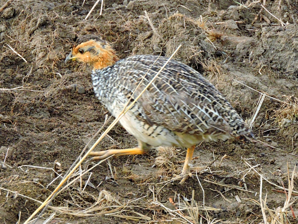  Coqui Francolin 