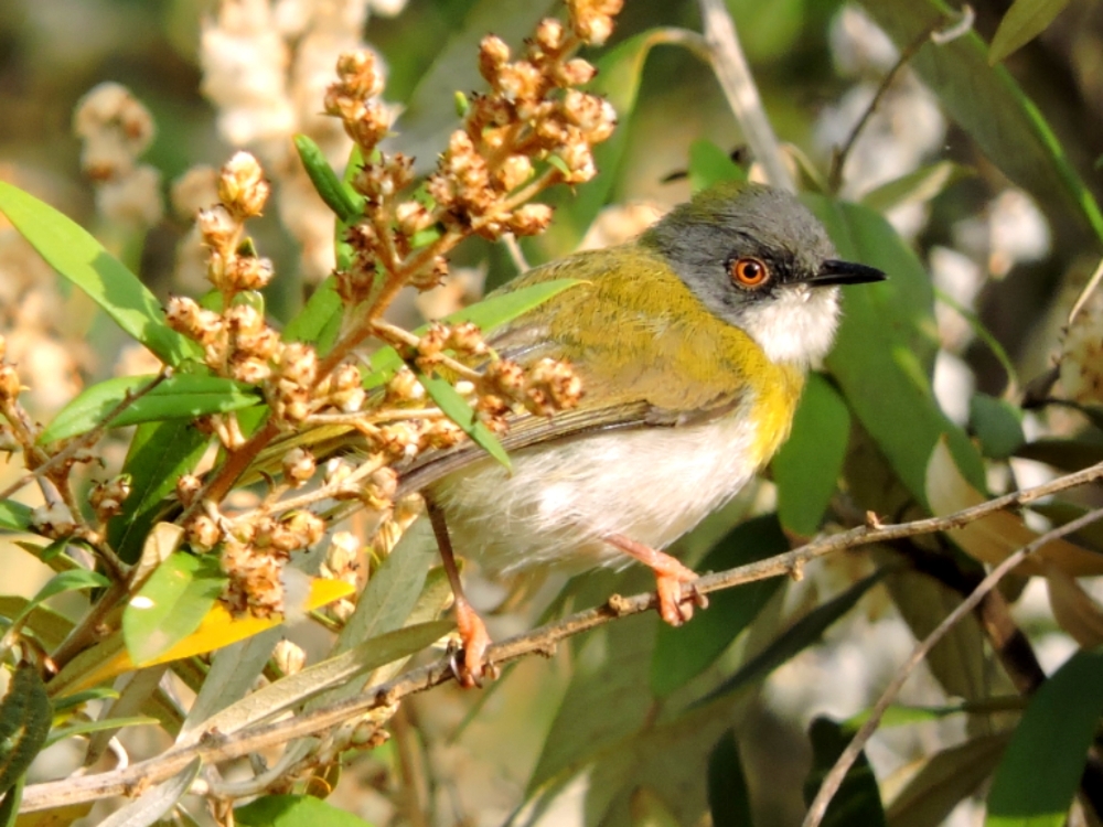  Yellow-Breasted Apalis 