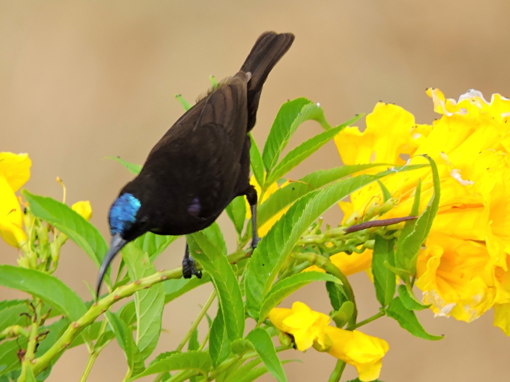  Amethyst Sunbird 