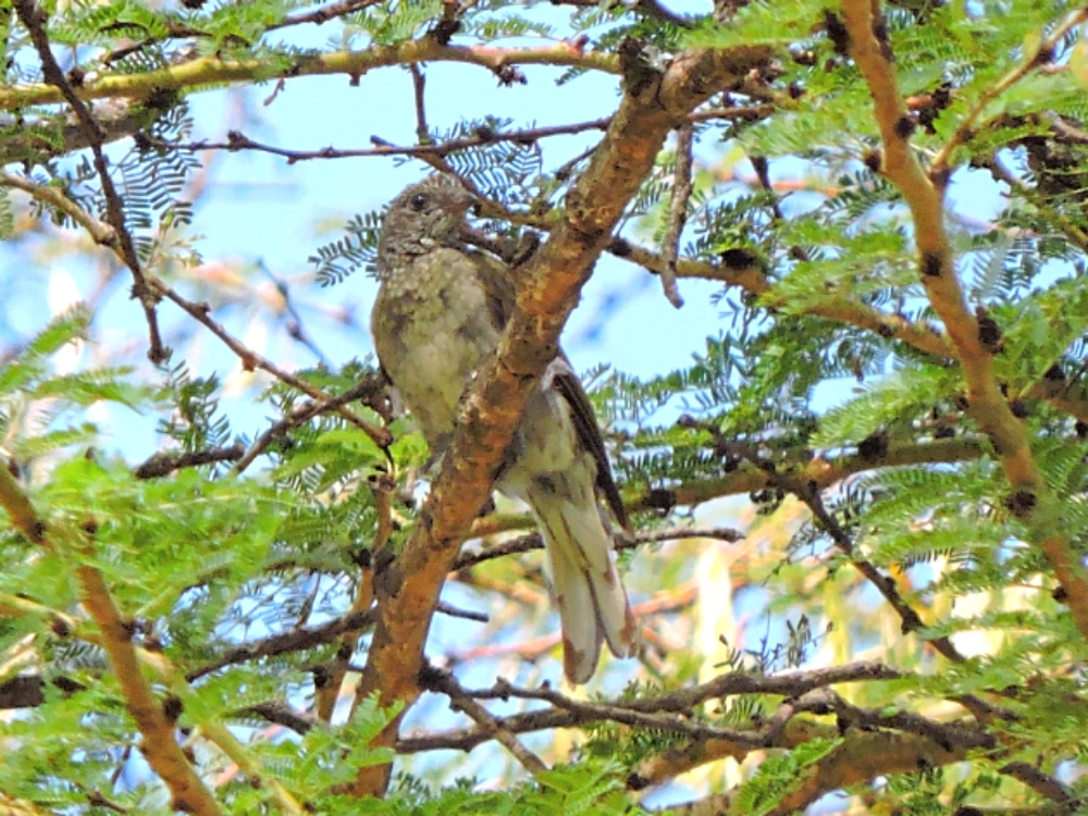  Scaly-Throated Honeyguide 