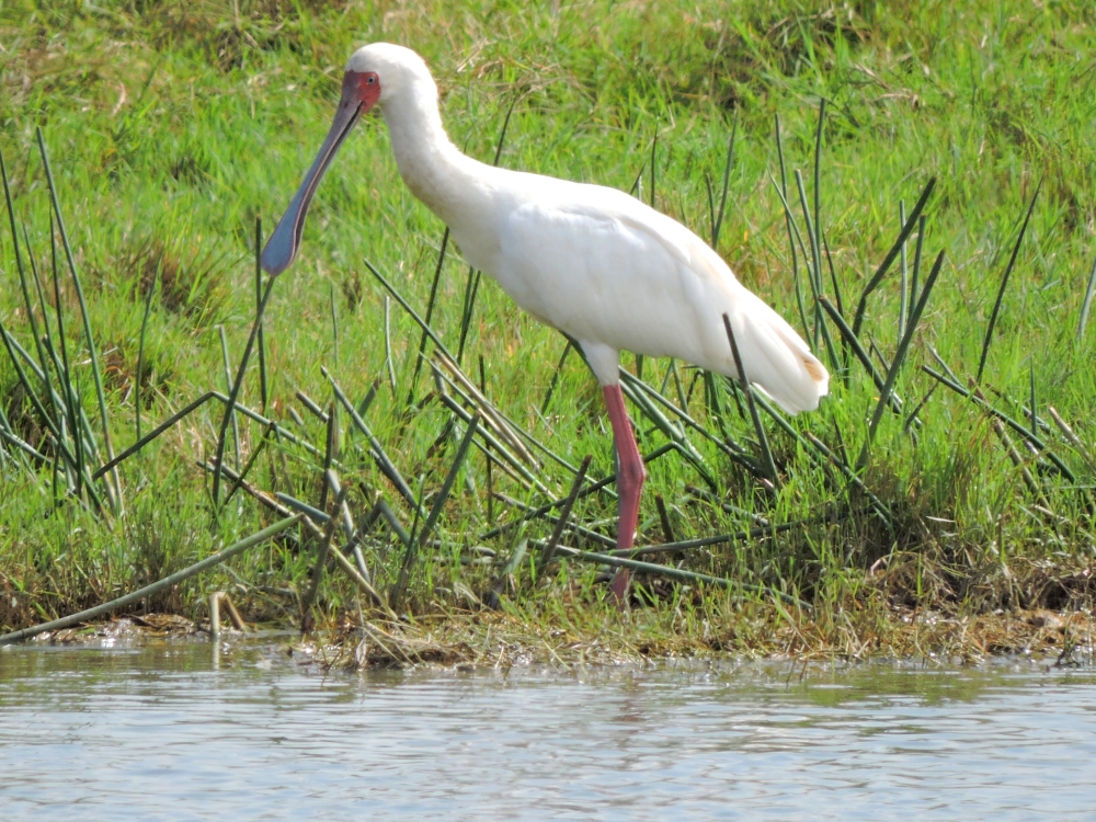  African Spoonbill 