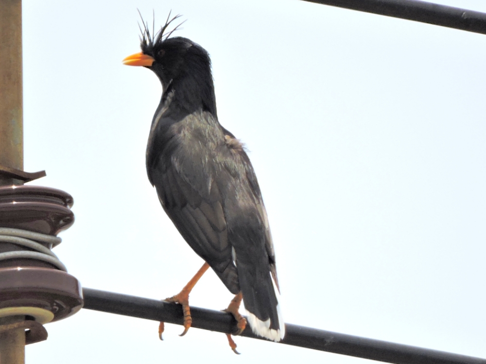  Great Myna 