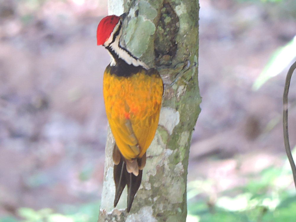  Common Flameback 