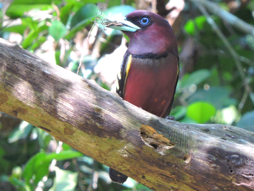  Banded Broadbill 