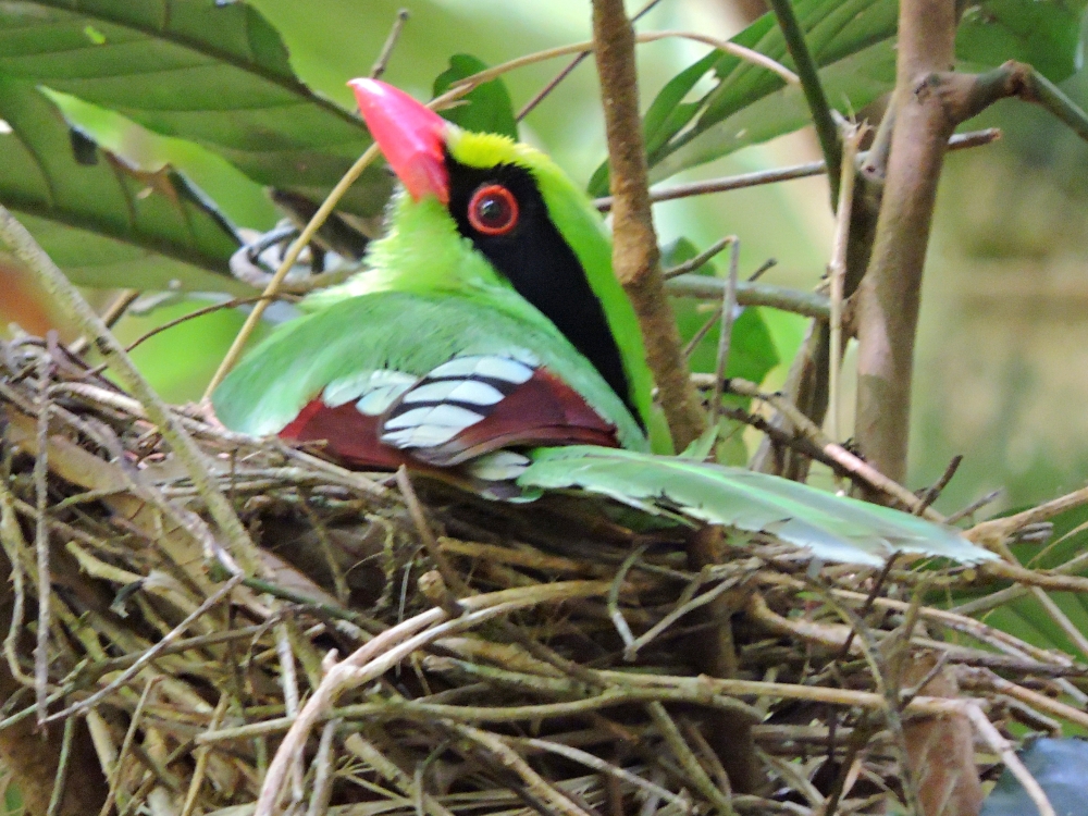  Common Green Magpie 