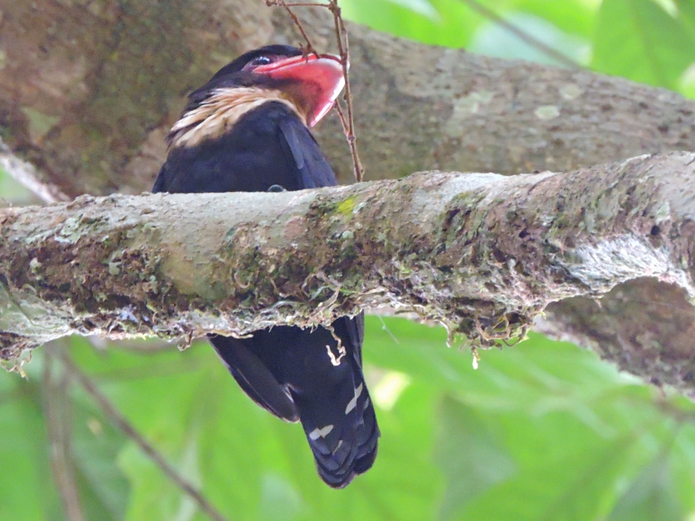  Dusky Broadbill 